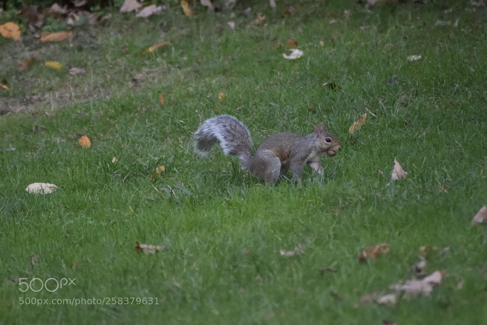 Nikon D3300 sample photo. Squirrel photography