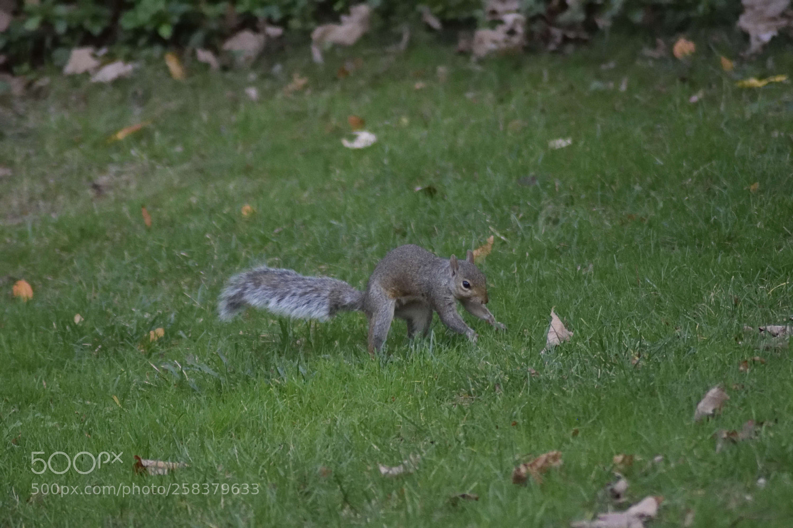 Nikon D3300 sample photo. Squirrel photography