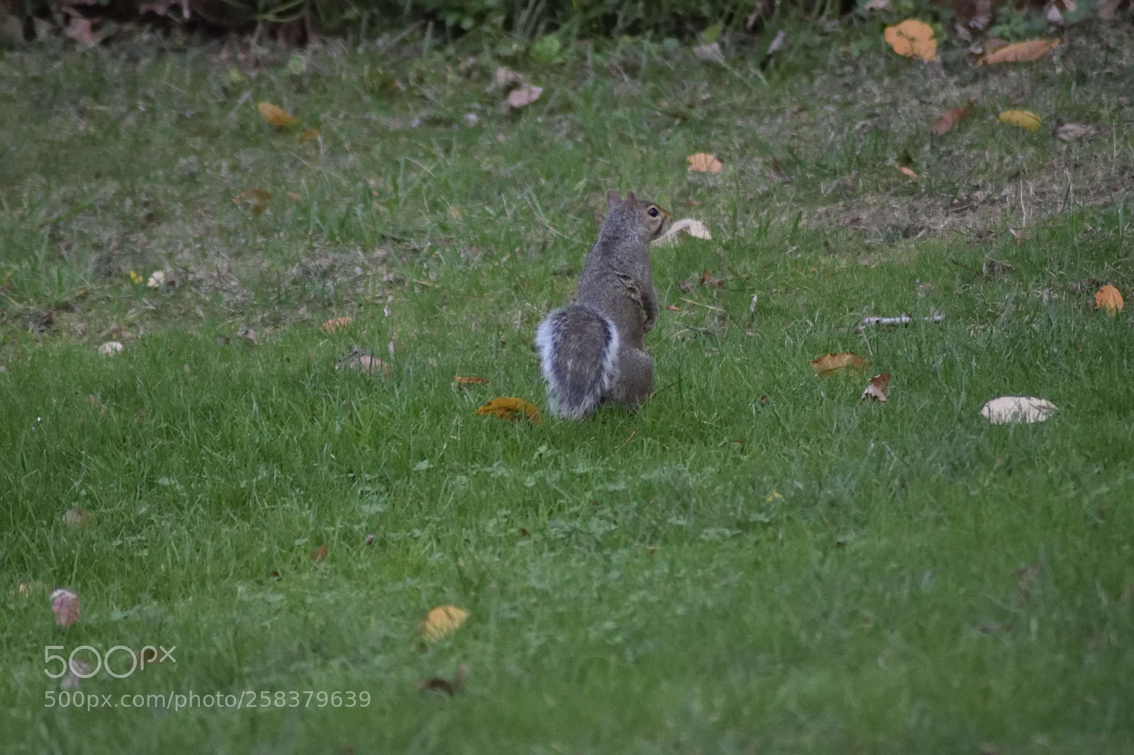 Nikon D3300 sample photo. Squirrel photography