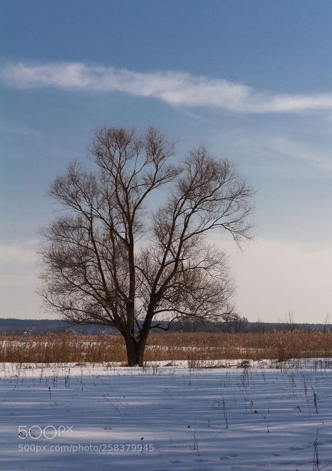 Canon EOS 60D sample photo. A lonely tree is photography