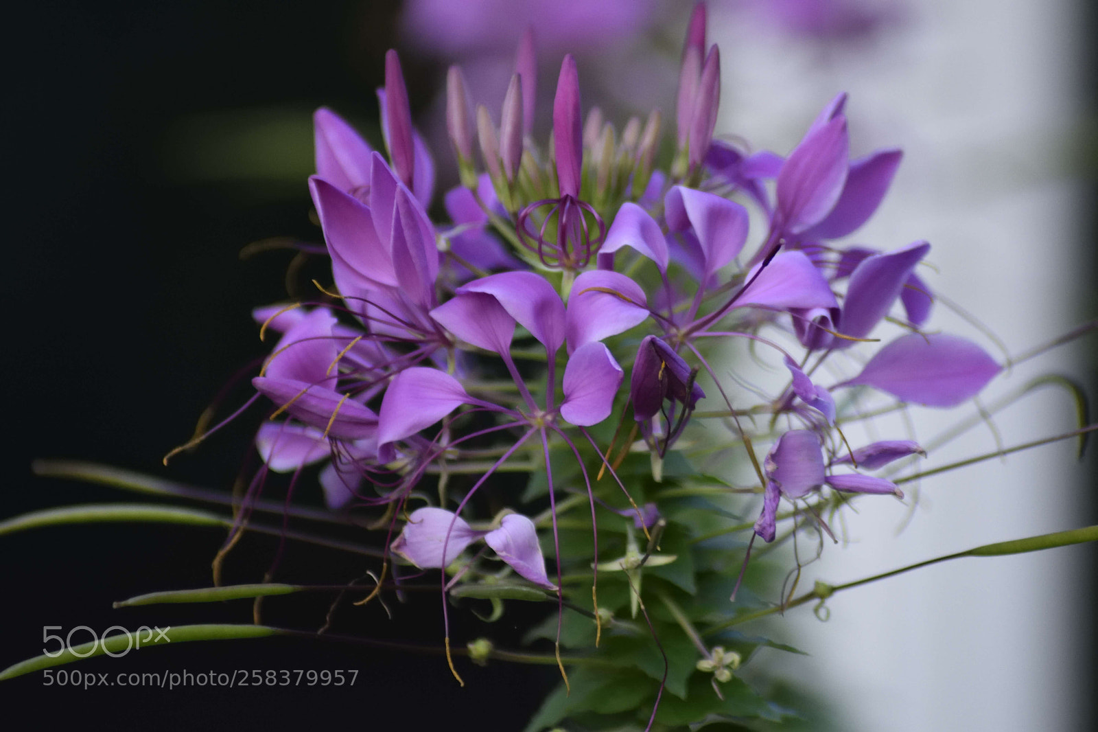 Nikon D3300 sample photo. Flowers photography