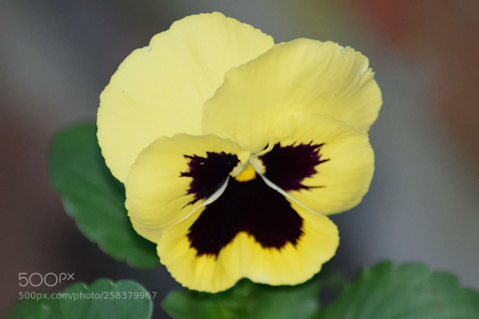 Nikon D3300 sample photo. Flowers photography