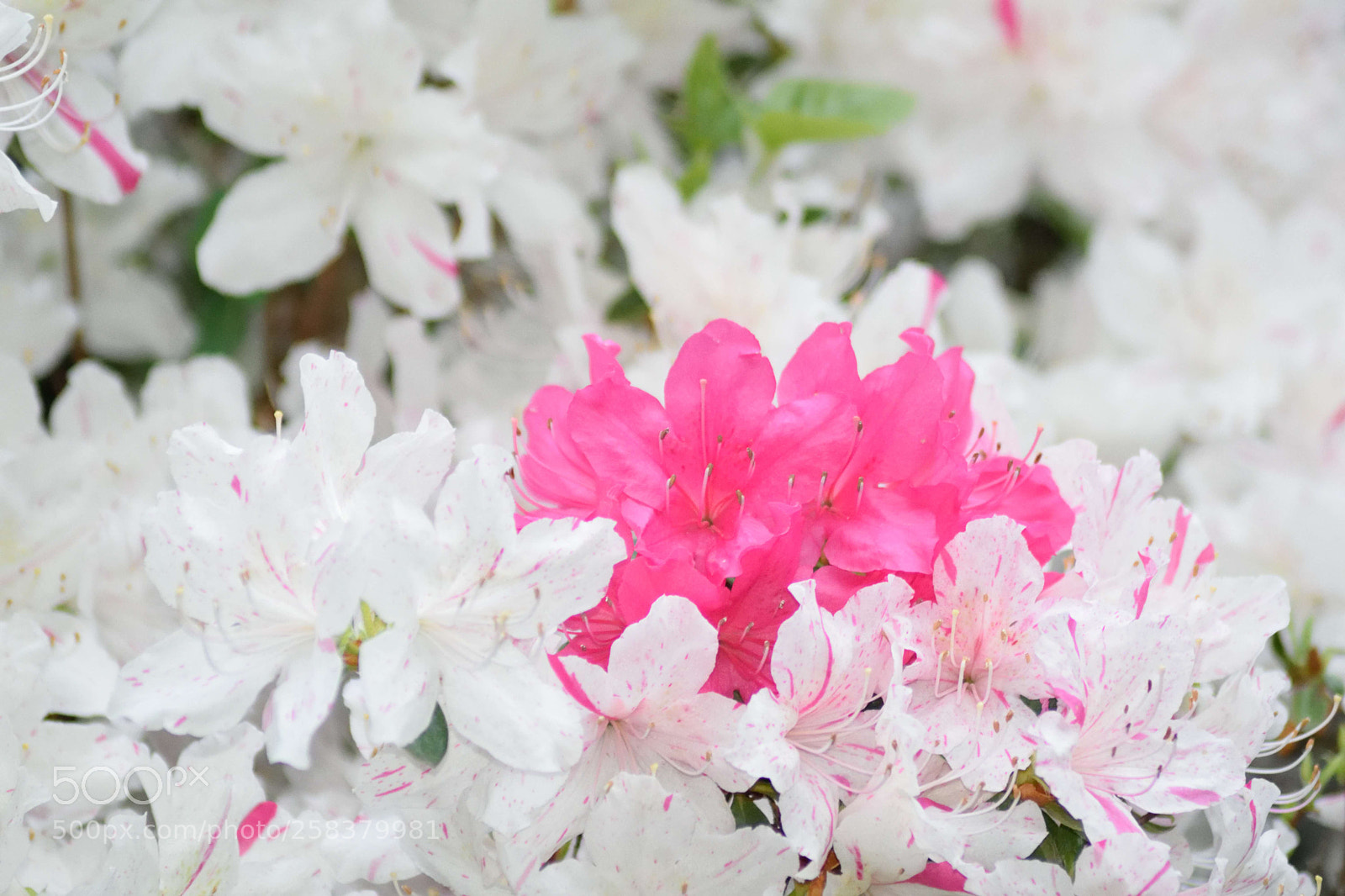 Nikon D3300 sample photo. Flowers photography