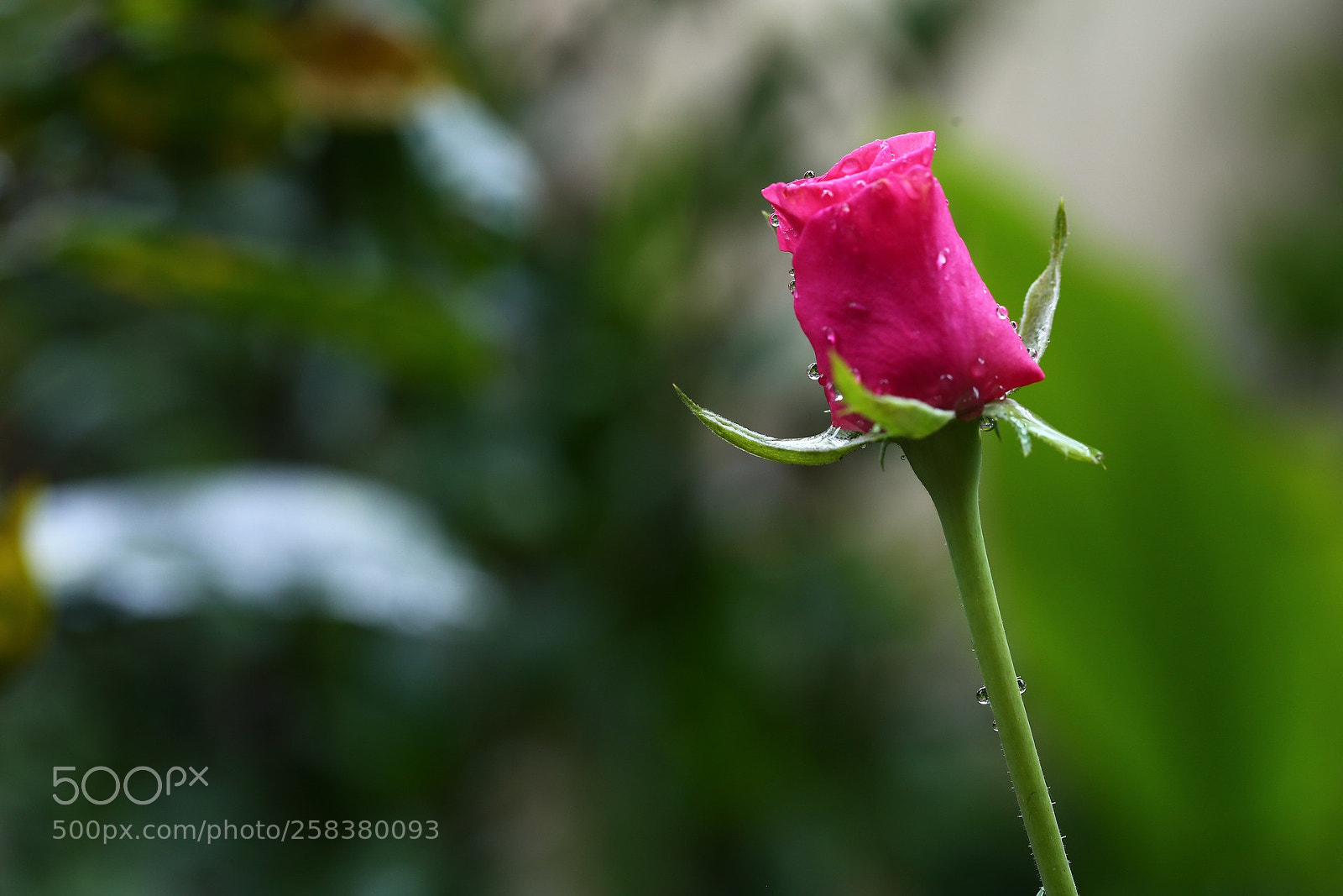 Canon EOS 6D sample photo. Flower photography