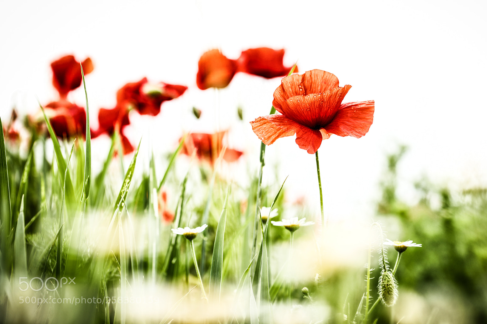 Canon EOS 5D Mark IV sample photo. Mohnblumen photography