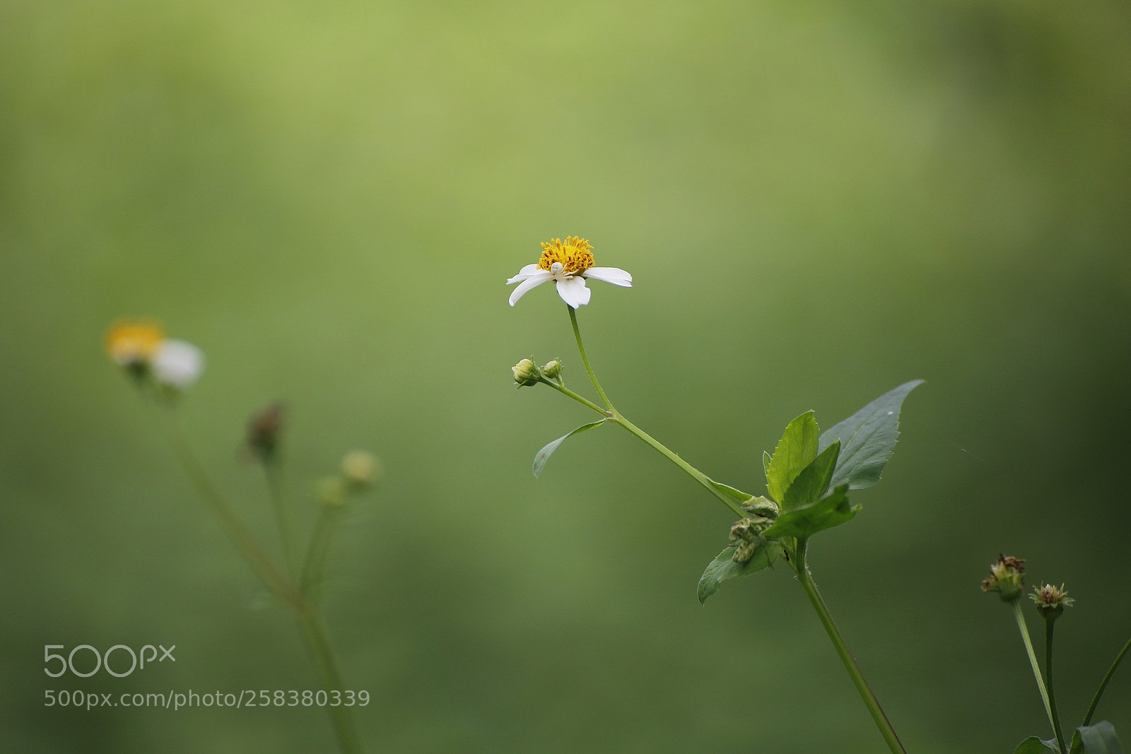 Canon EOS 6D sample photo. Untitled photography