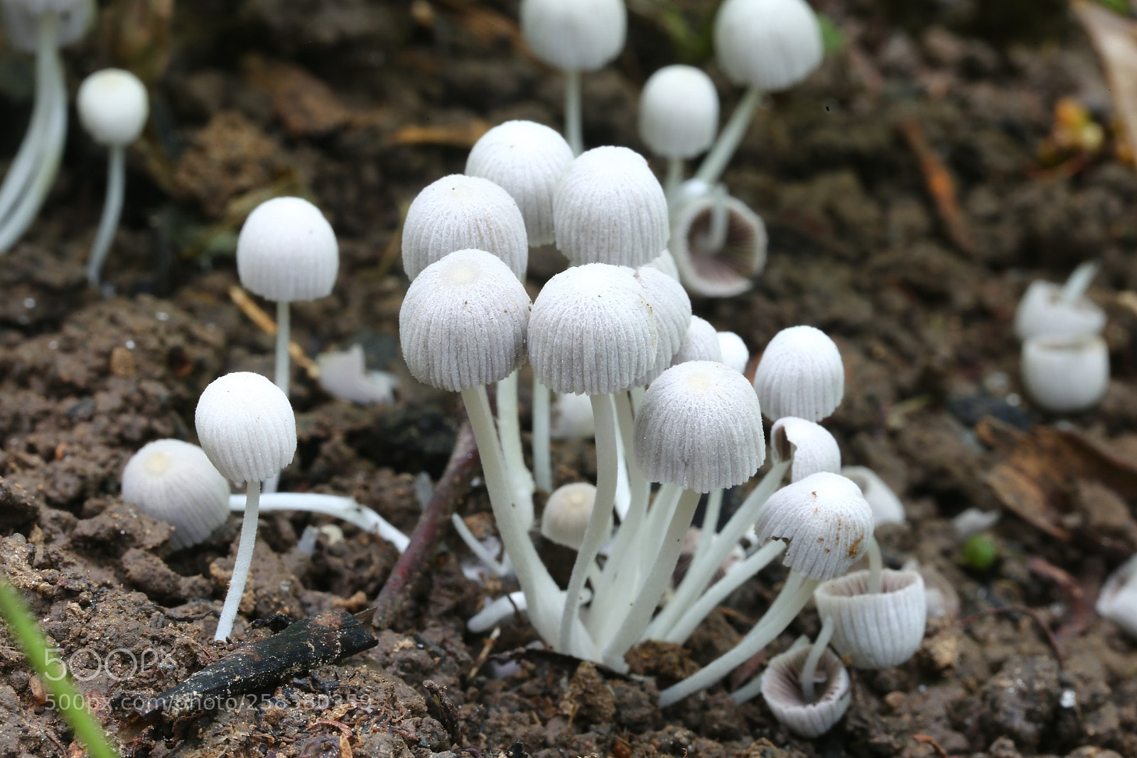 Canon EOS 6D sample photo. Untitled photography