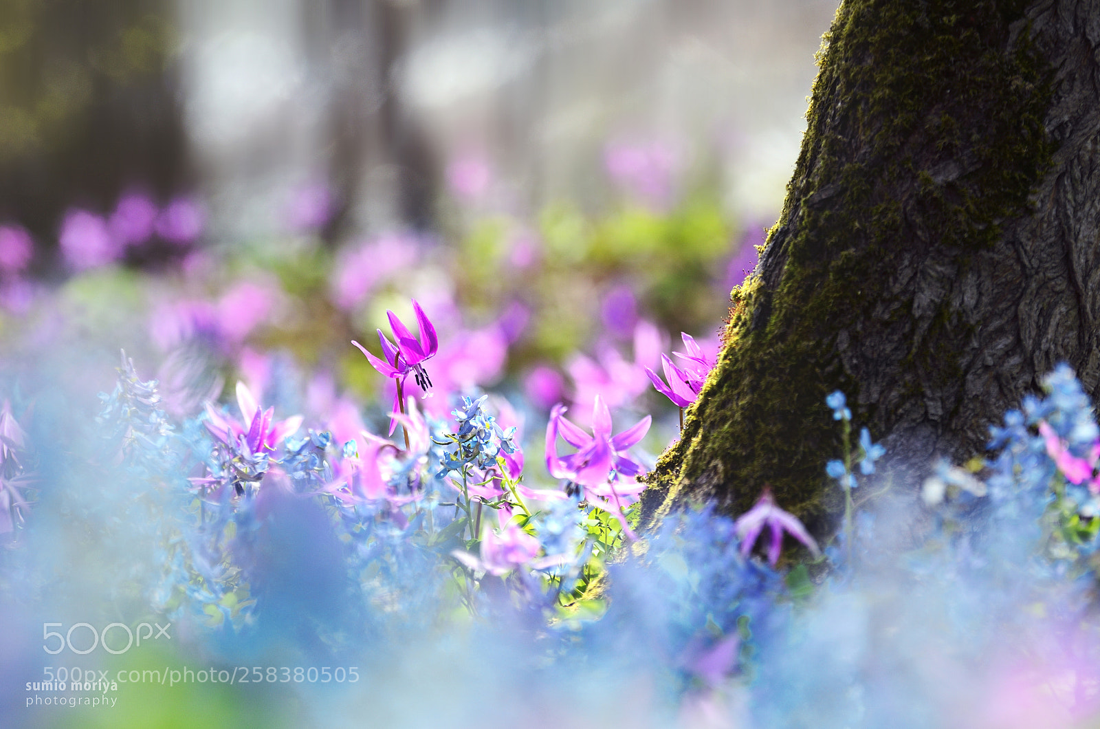 Nikon D7000 sample photo. In a forest photography