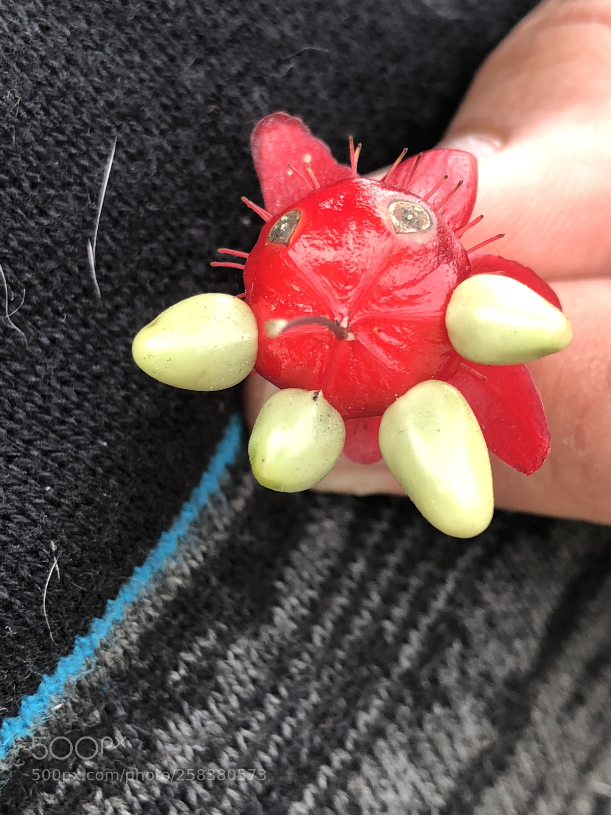 Apple iPhone 8 Plus sample photo. Untitled photography