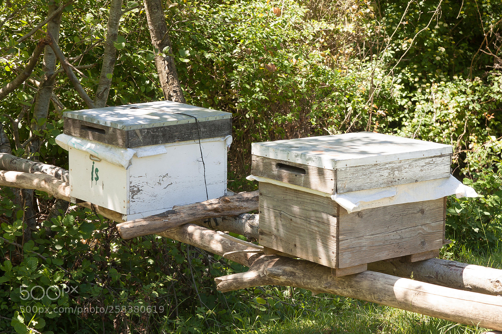 Canon EOS 500D (EOS Rebel T1i / EOS Kiss X3) sample photo. Bee palace photography