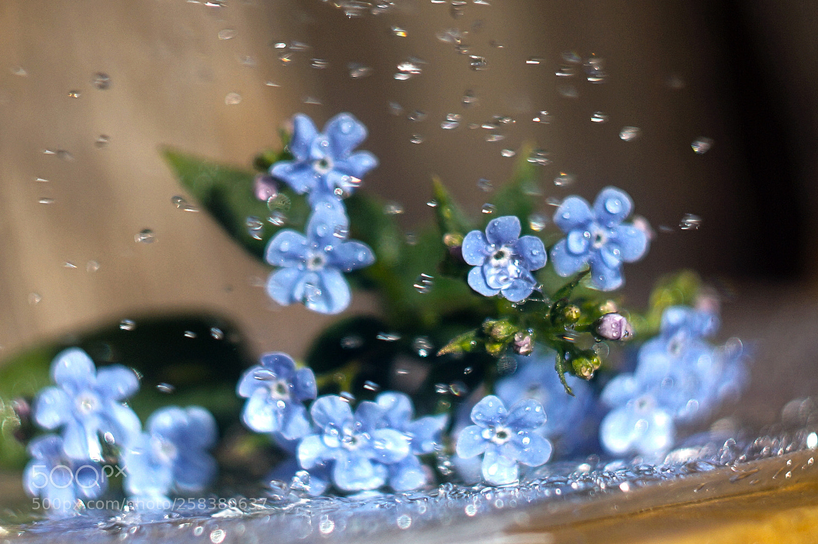 Sony SLT-A65 (SLT-A65V) sample photo. незабудки photography