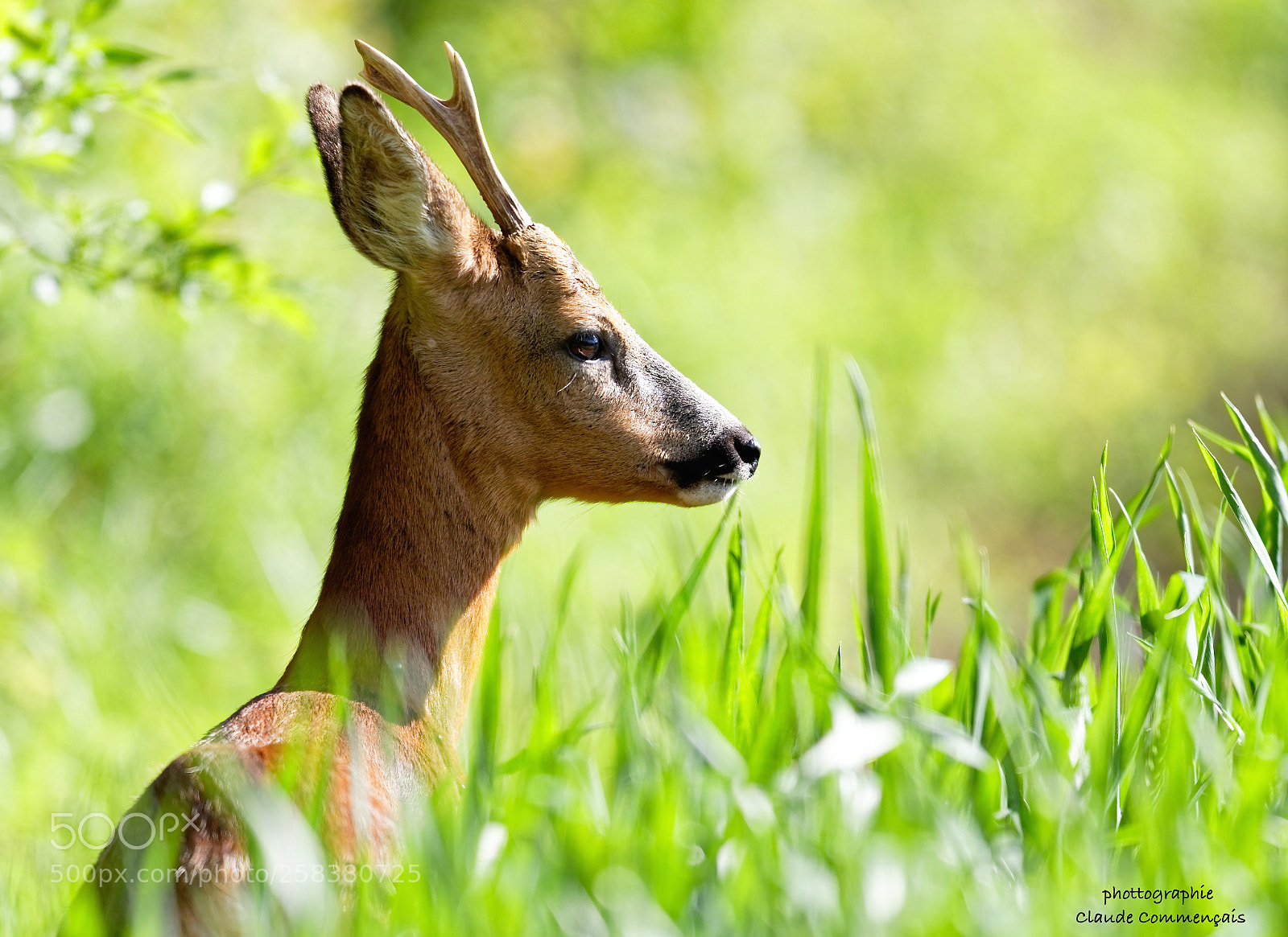 Canon EOS 7D Mark II sample photo. Le petit prince ...........  brocard photography