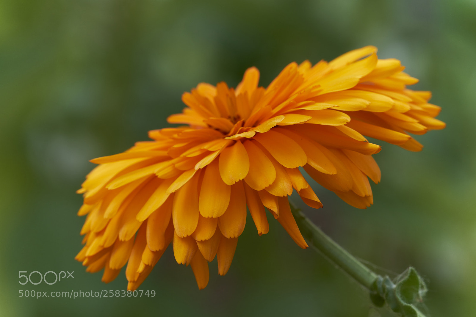 Fujifilm X-T2 sample photo. Orange photography