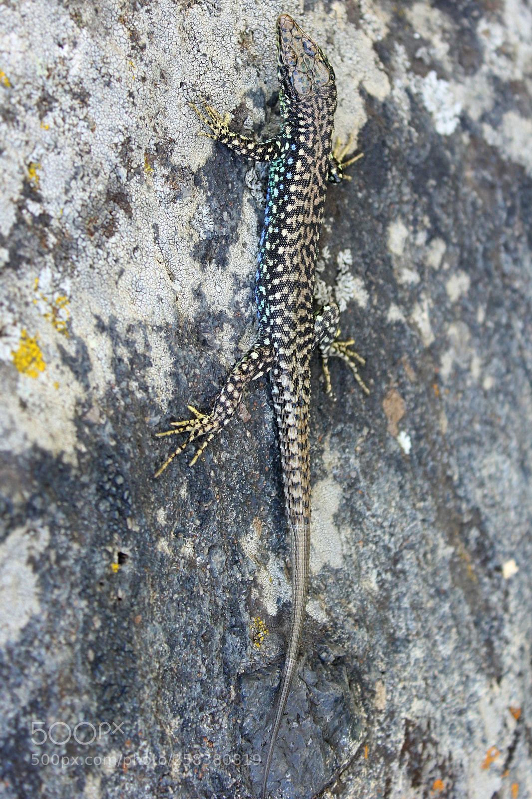 Canon EOS 60D sample photo. Road to the top photography