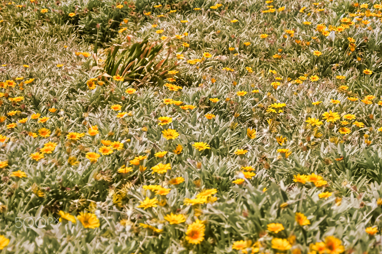 Nikon D2X sample photo. Spring yellow photography