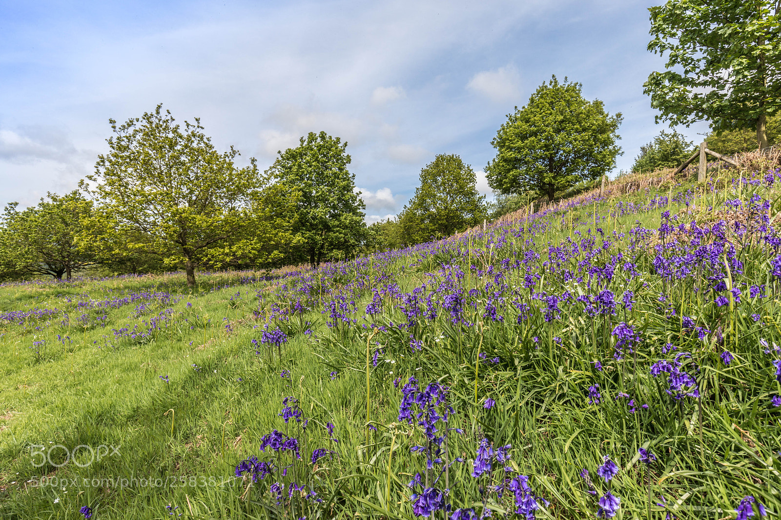 Canon EOS 5D Mark IV sample photo. Bluebells on the slopes photography