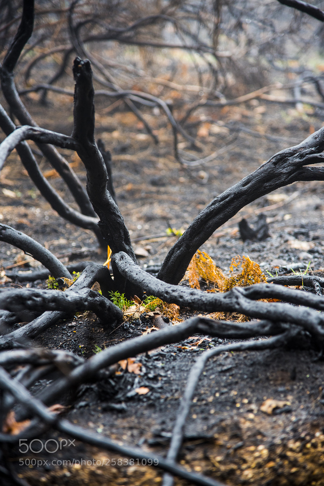 Nikon D750 sample photo. Burned land photography
