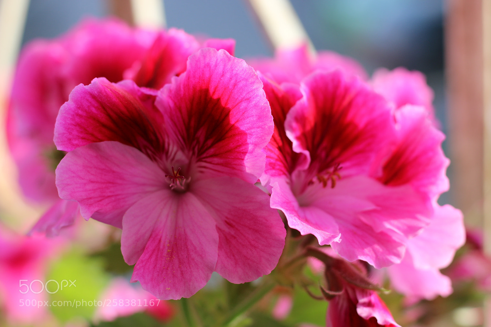 Canon EOS 70D + Canon EF 50mm F1.8 STM sample photo. Untitled photography
