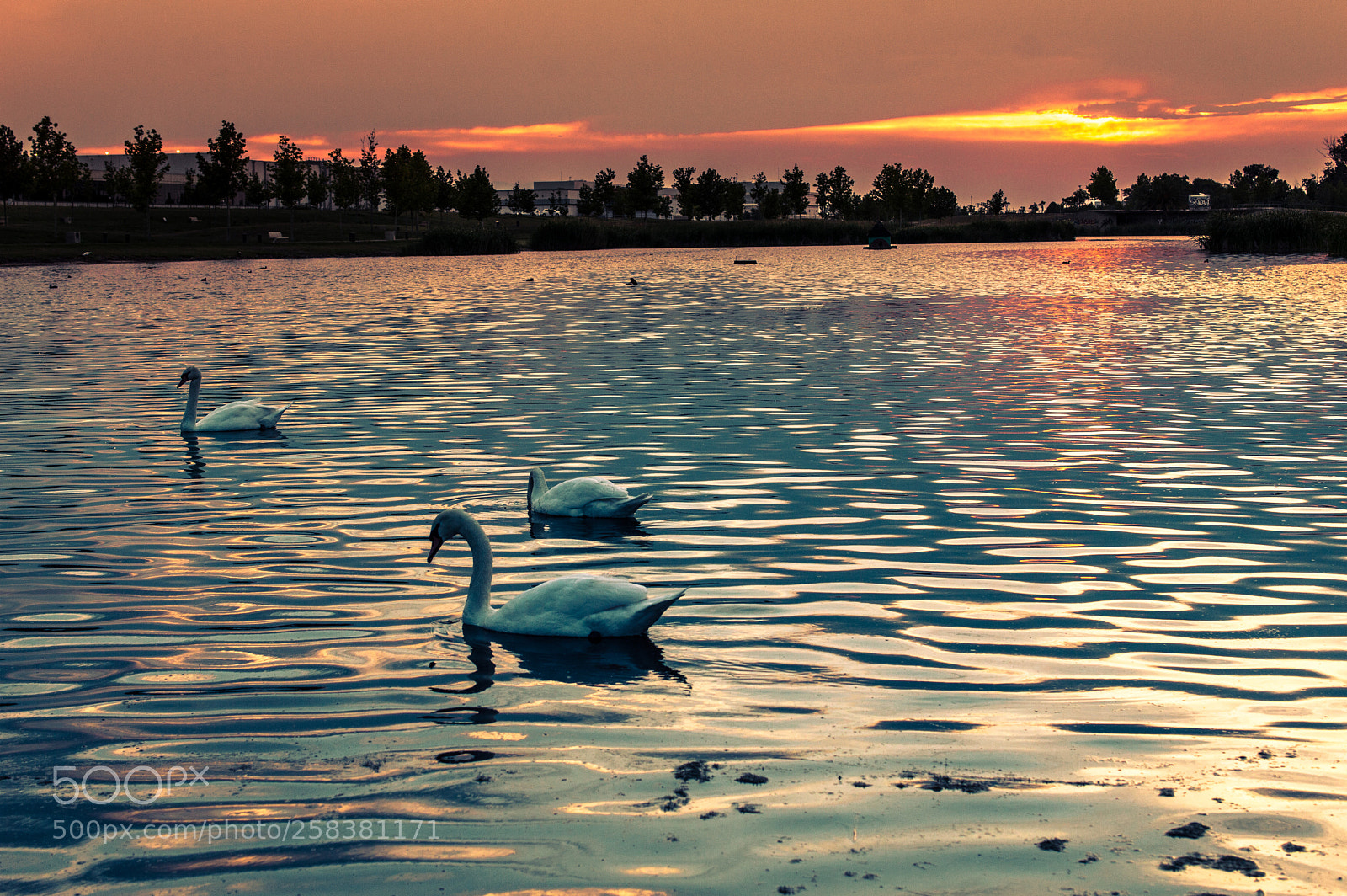Nikon D3200 sample photo. Лебединое Озеро photography