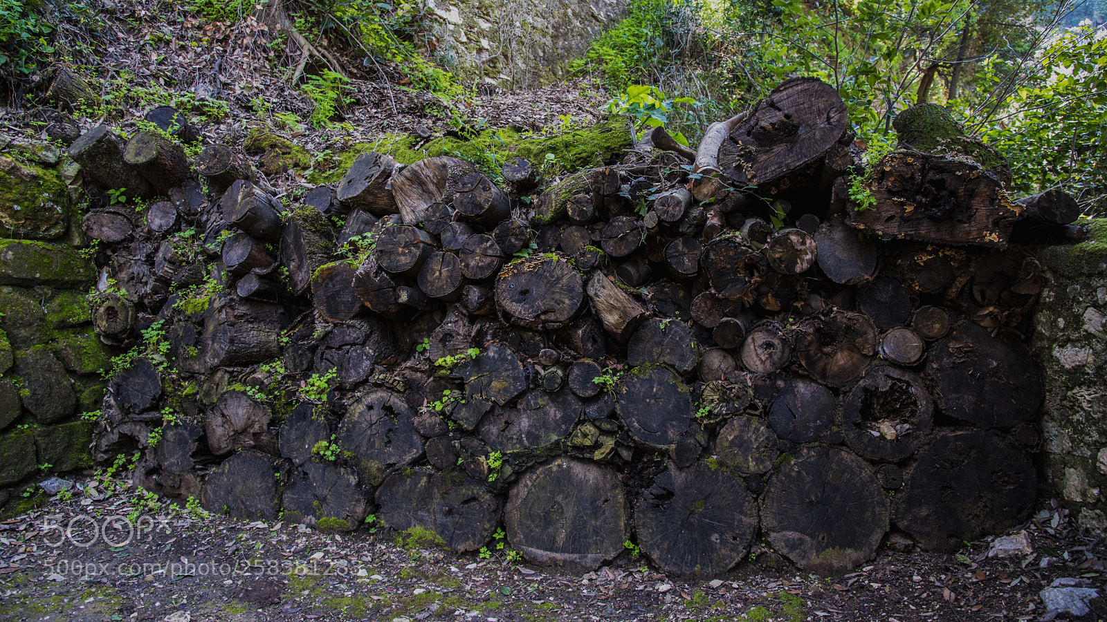 Nikon D750 sample photo. Old trunks used as photography