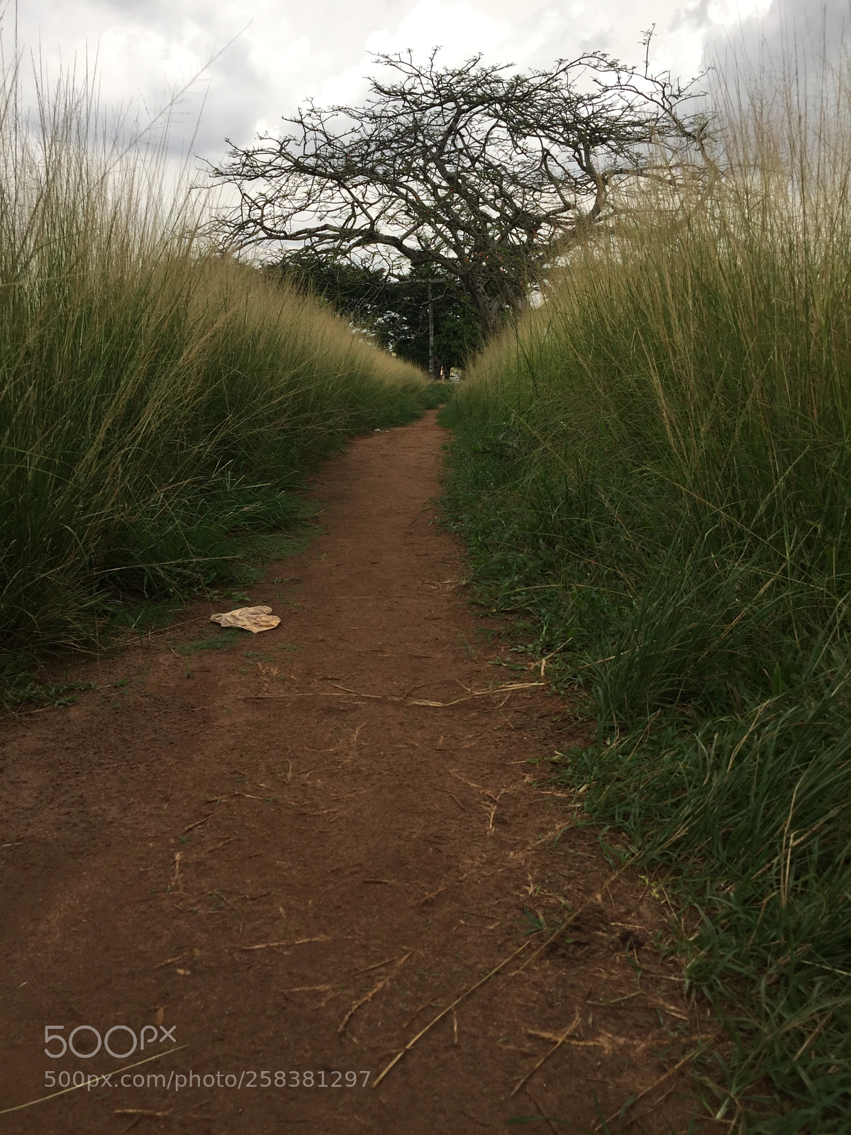 Apple iPhone 6 sample photo. Path photography