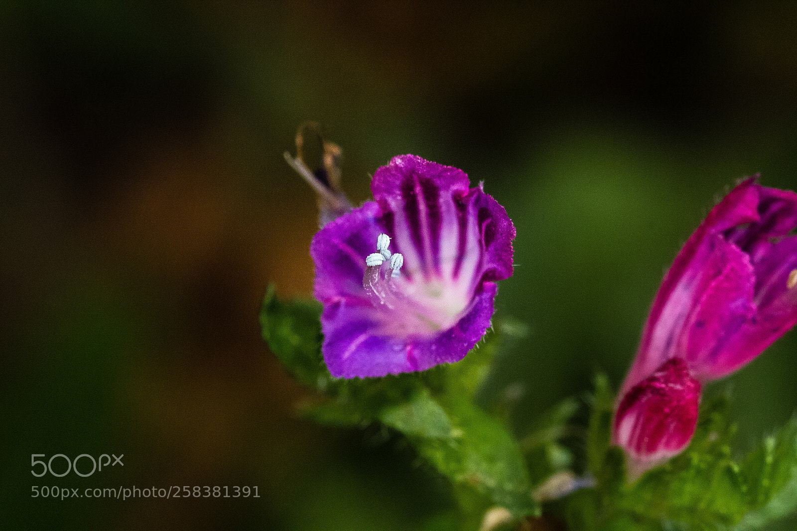 Canon EOS 60D sample photo. Echium tuberculatum photography