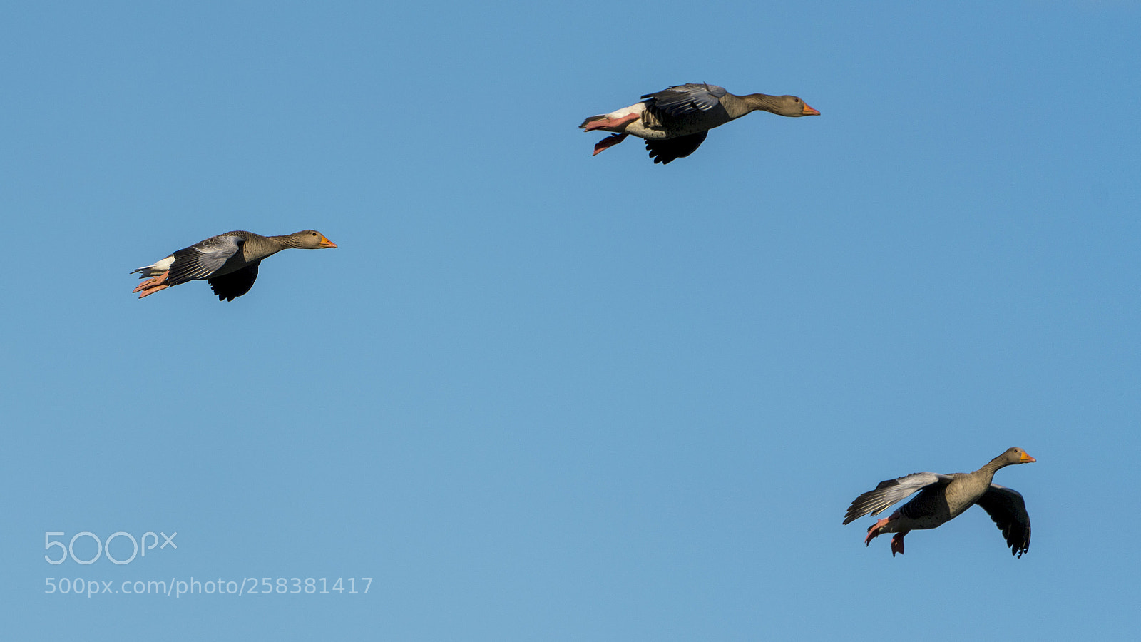 Sony a7R III sample photo. Flying wild geese photography