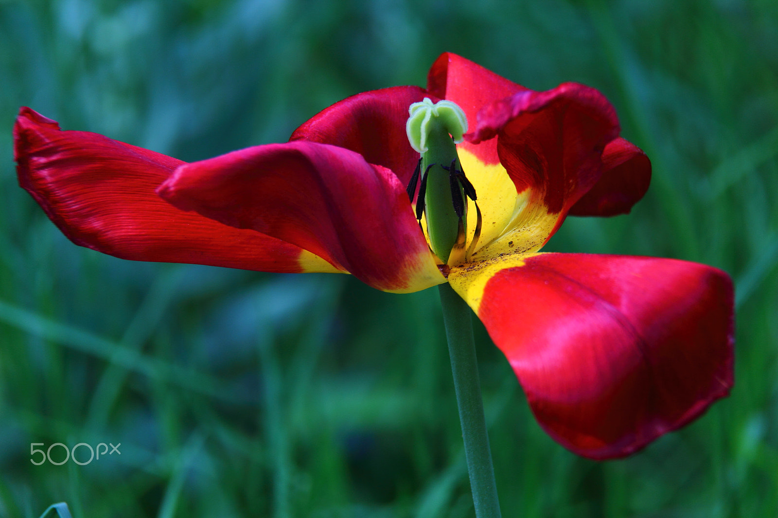 Canon EF-S 18-200mm F3.5-5.6 IS sample photo. Tulipa photography