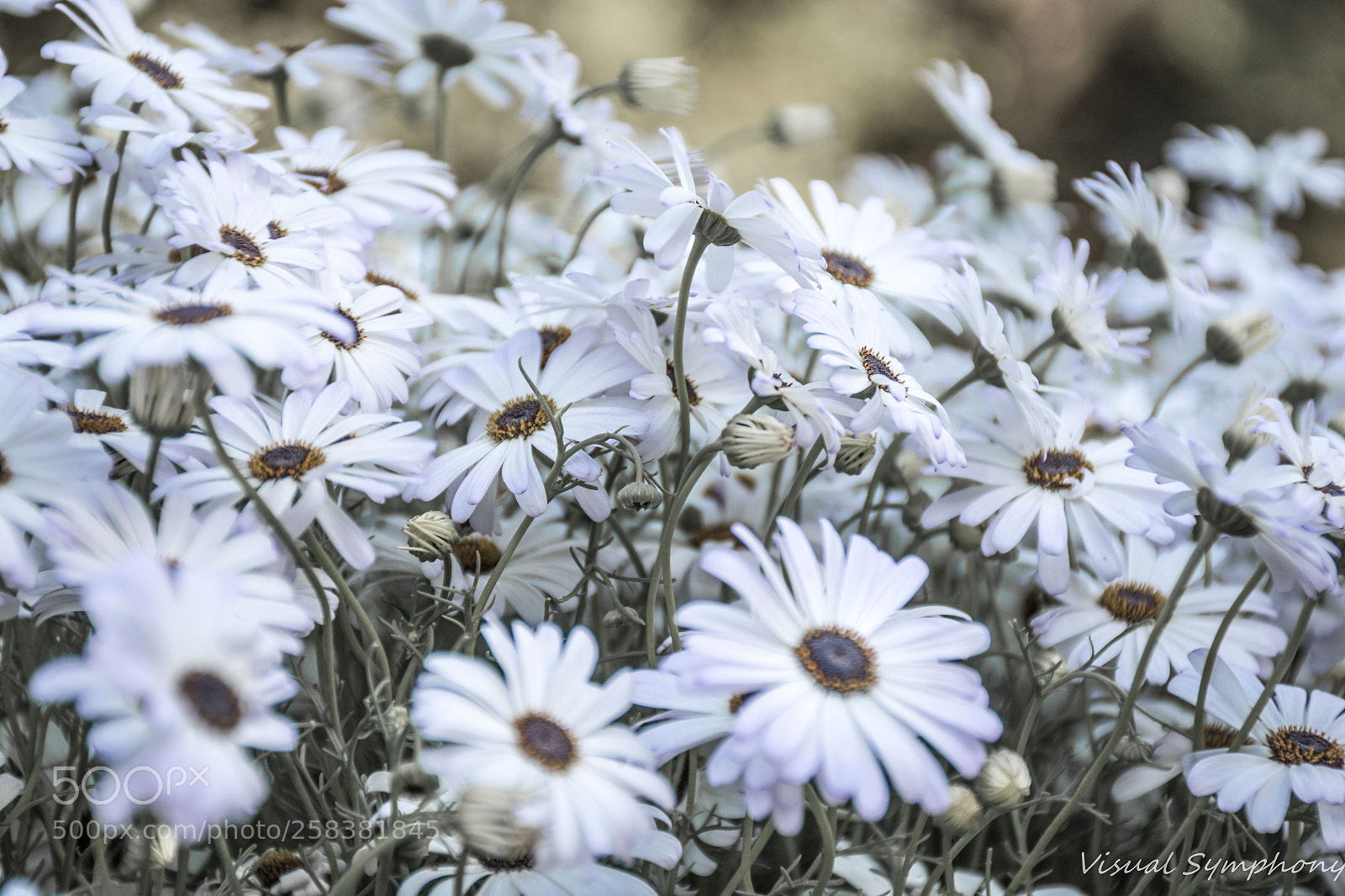 Nikon D5200 sample photo. Bloom !! photography