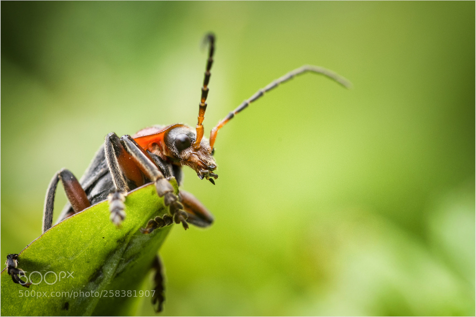 Nikon D7200 sample photo. Cantharis rustica photography