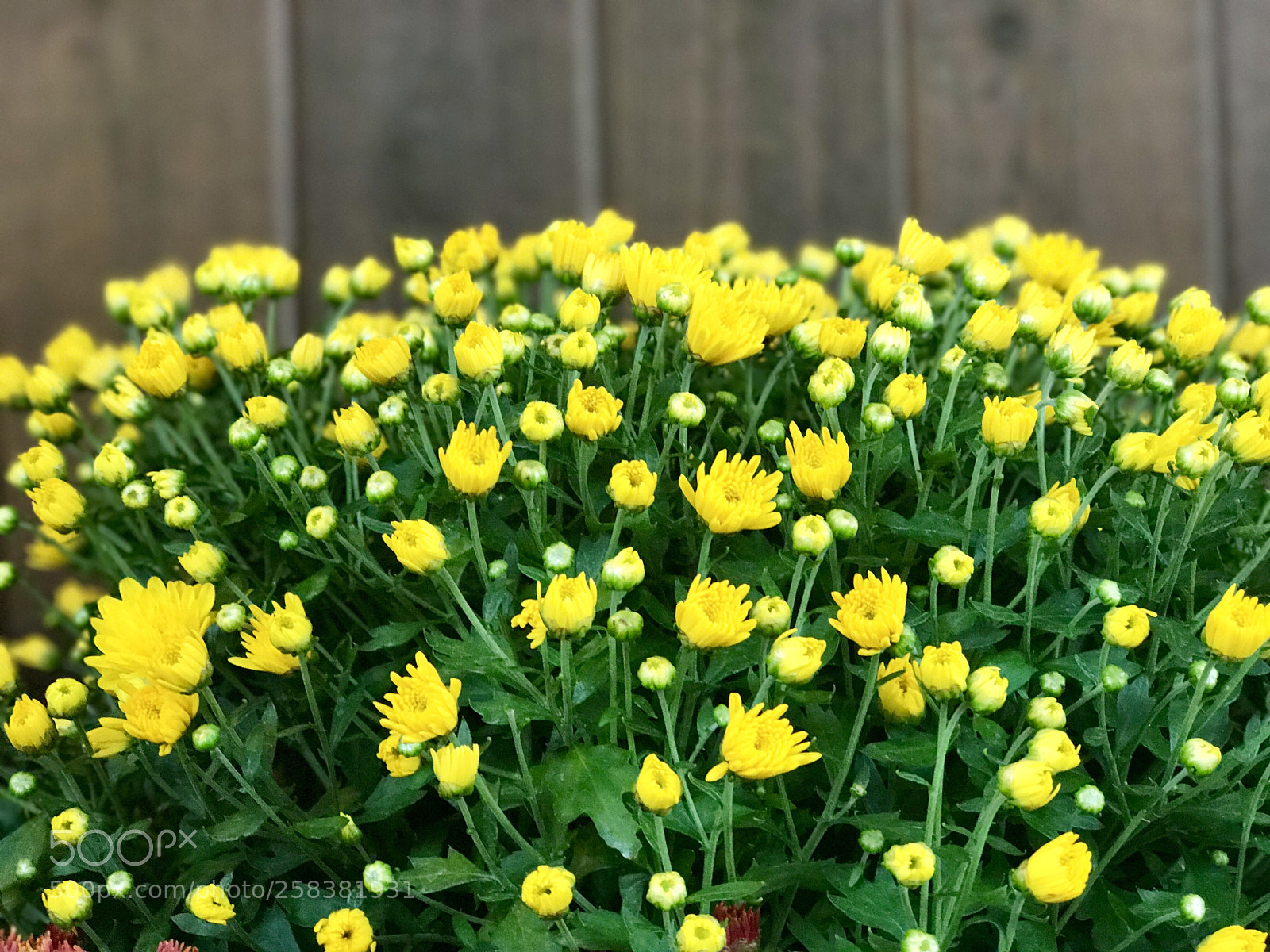 Apple iPhone 7 Plus sample photo. Yellow flowers  photography