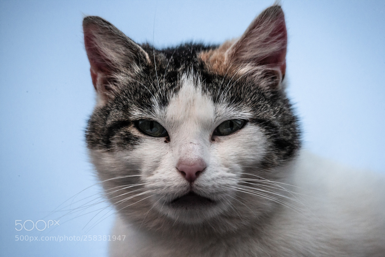 Canon EOS-1Ds Mark II sample photo. The cat on the photography