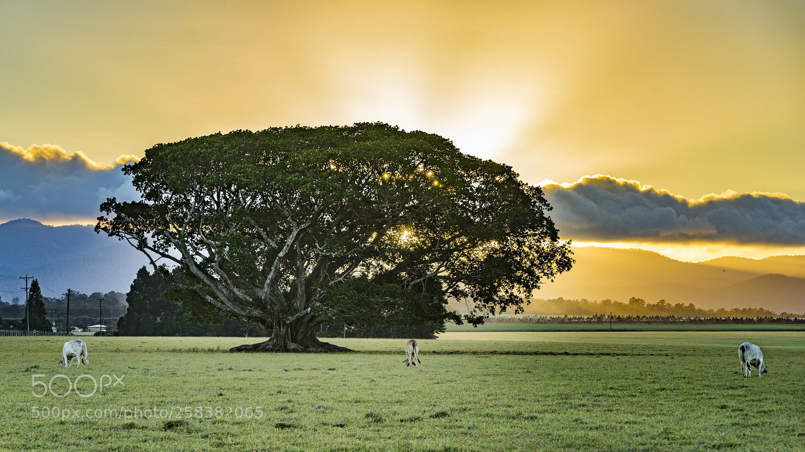 Sony a7 II sample photo. Dsc photography