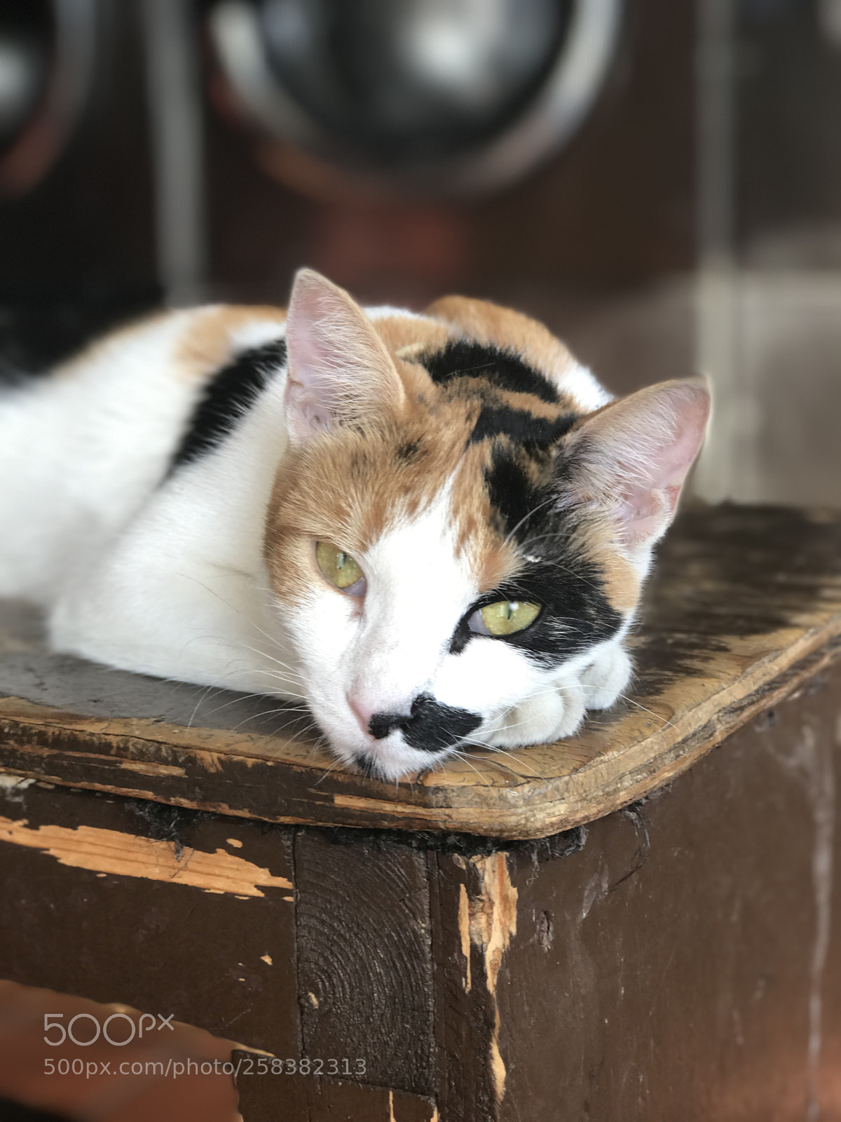 Apple iPhone 7 Plus sample photo. Cat photography