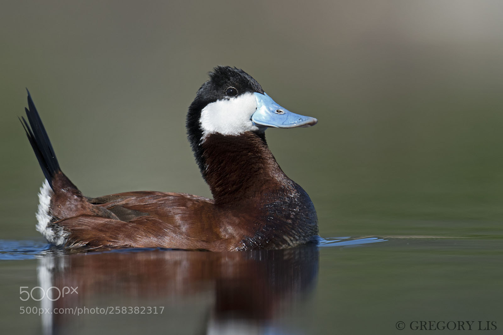Nikon D810 sample photo. Ruddy duck photography