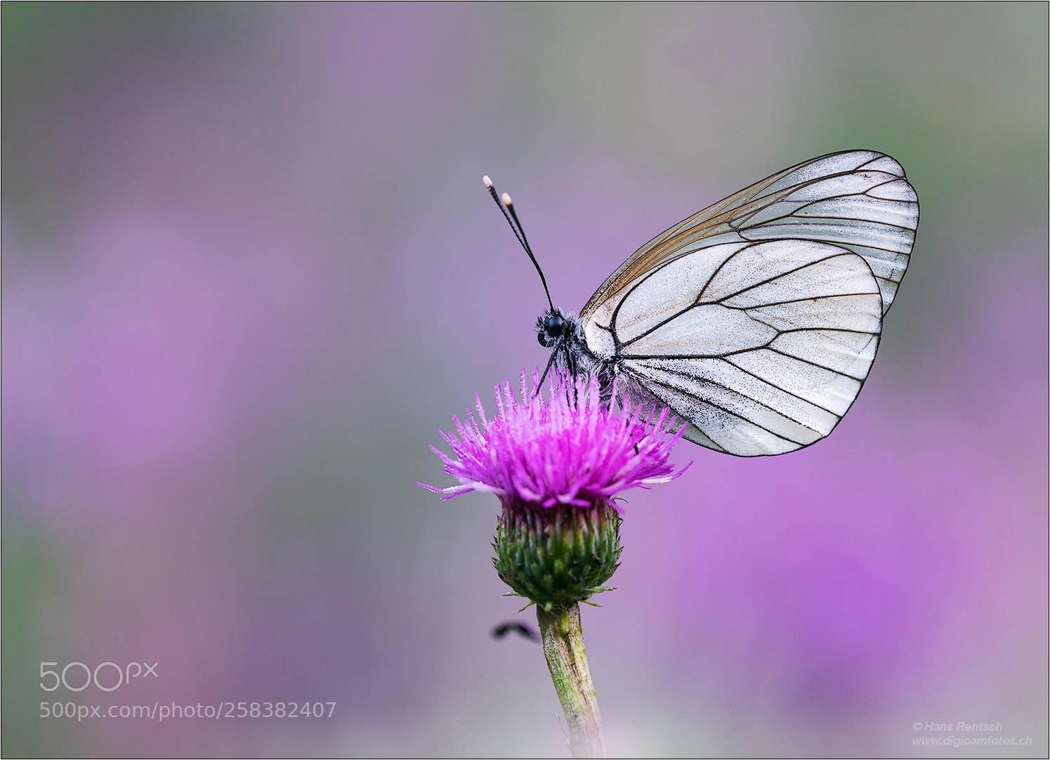 Nikon D810 sample photo. Black-veined white photography