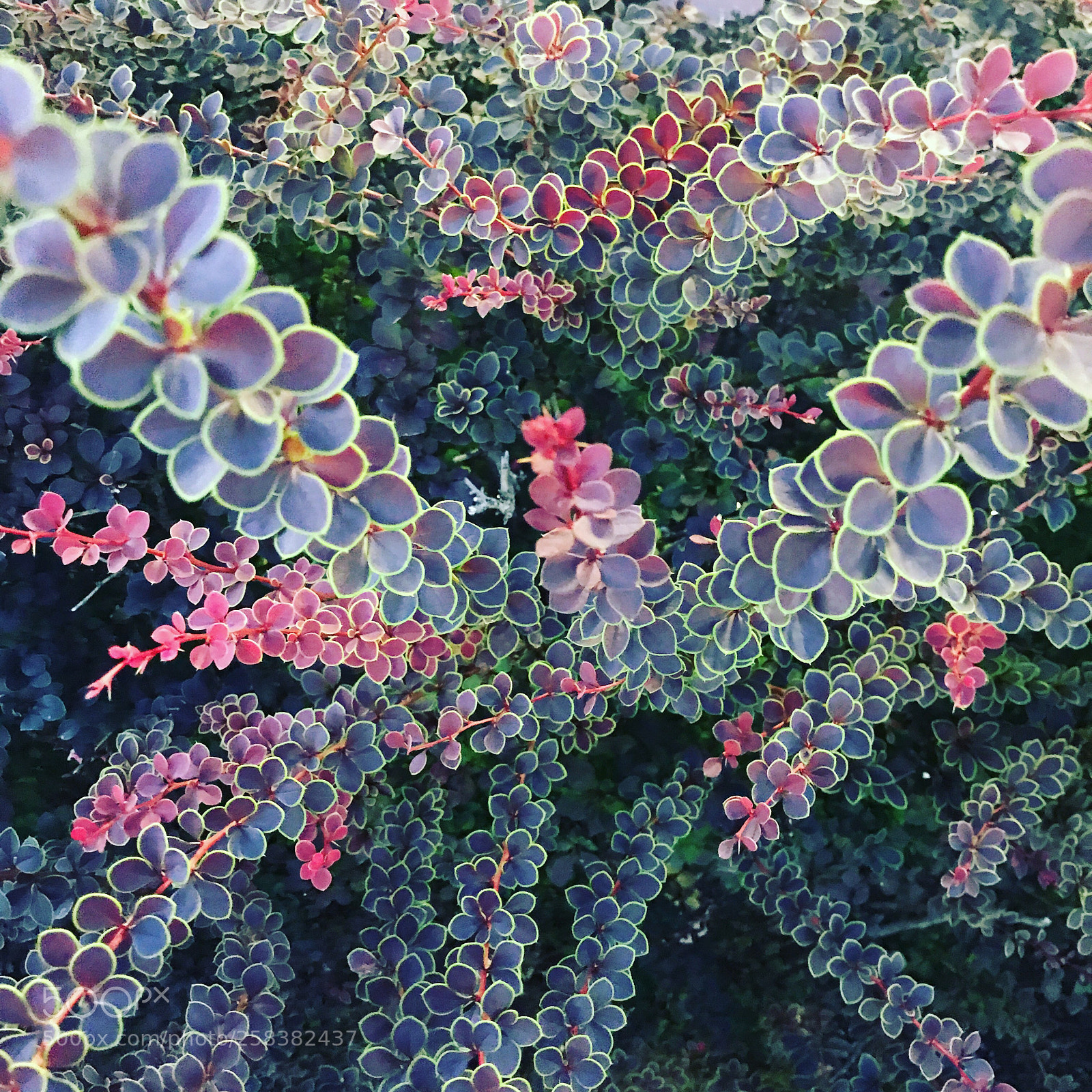 Apple iPhone 7 Plus sample photo. Rainbow tree photography