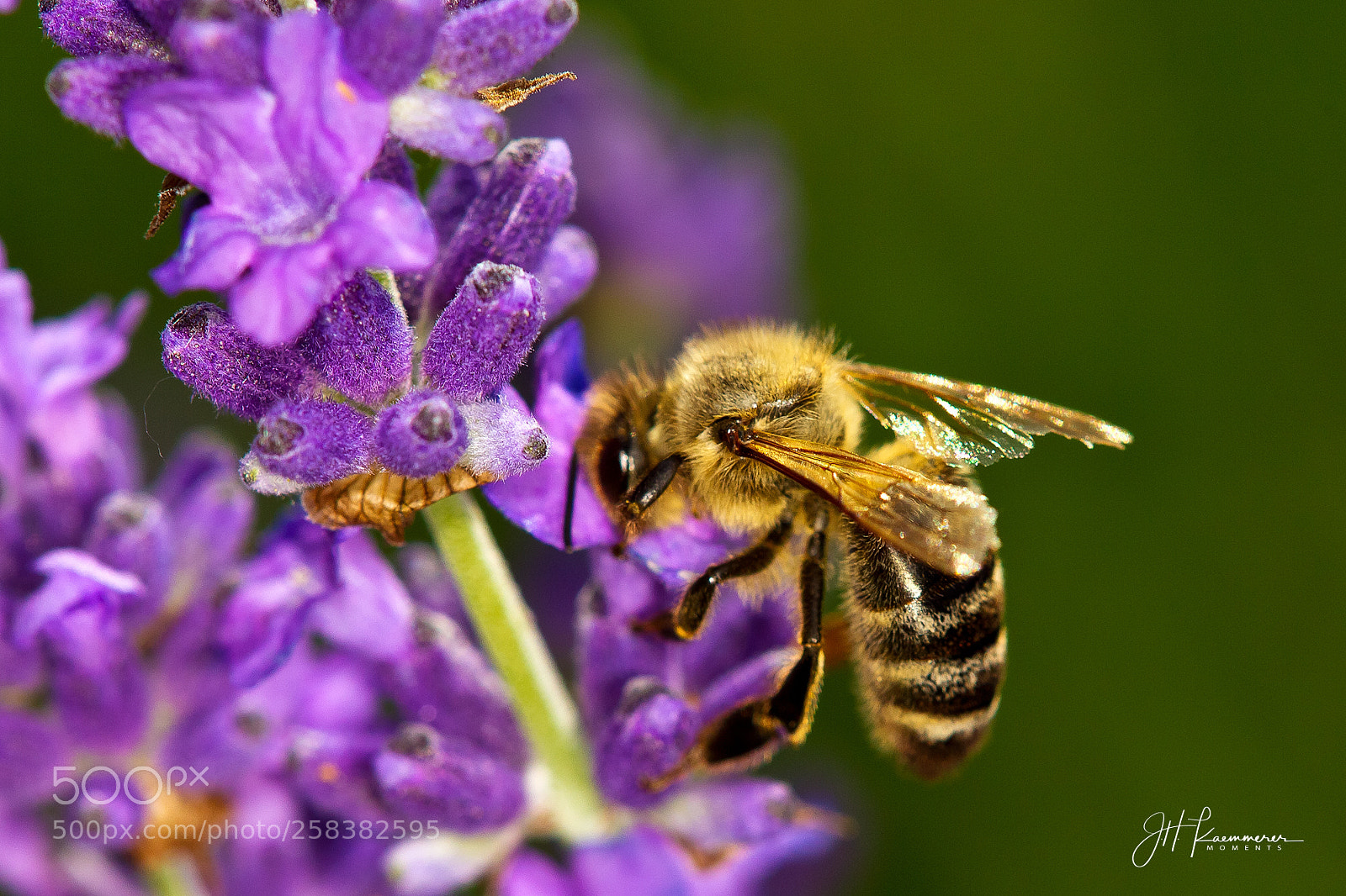 Canon EOS-1D Mark IV sample photo. Be(e) blue photography