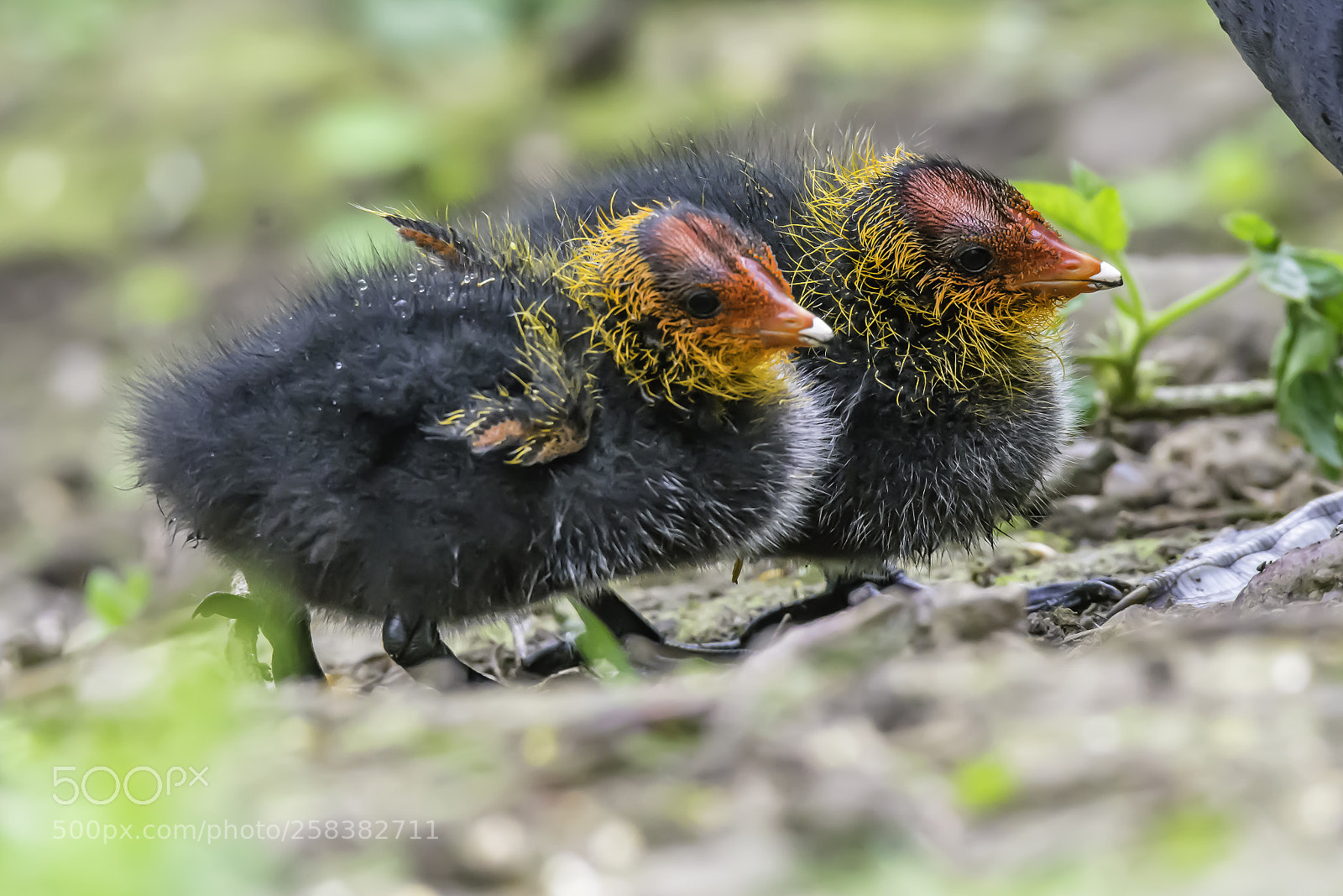 Nikon D7200 sample photo. Coot chicks photography