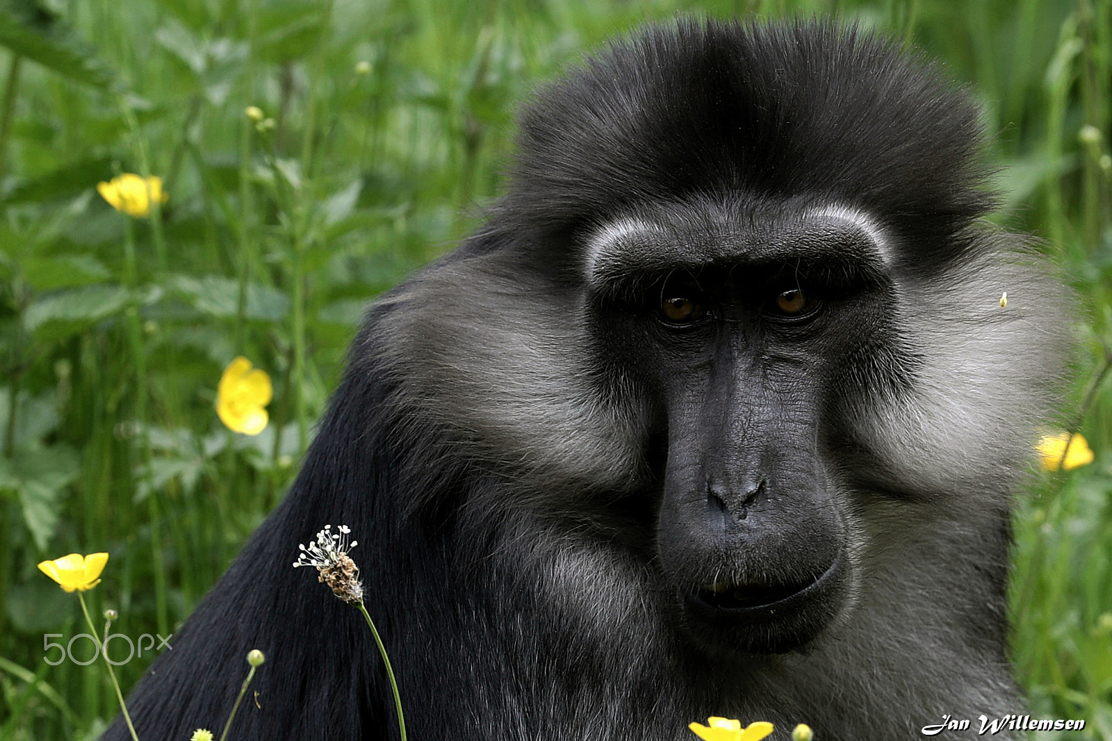 Canon EF 300mm F2.8L IS II USM sample photo. Tonkean black macaque photography
