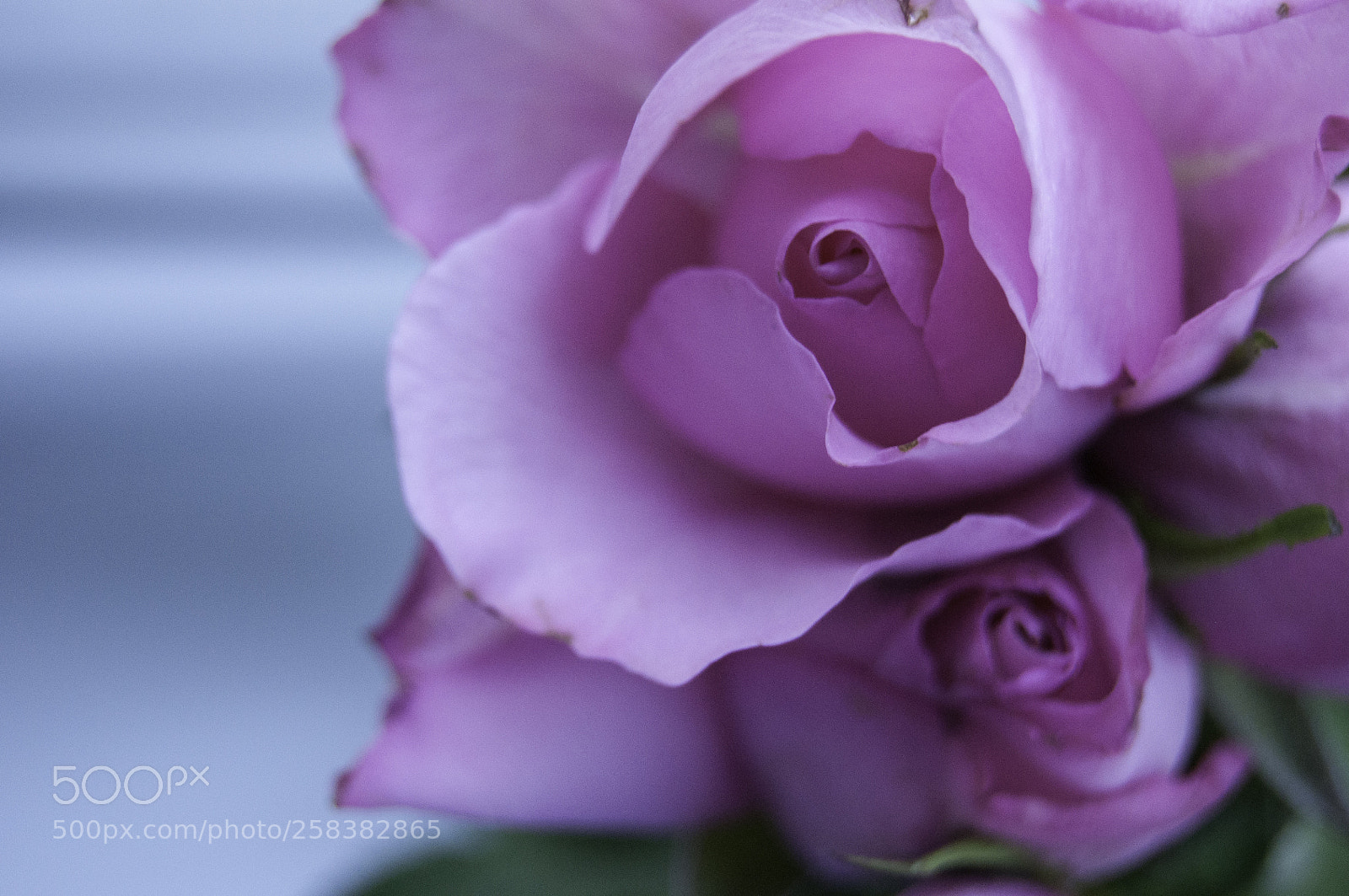 Nikon D5000 sample photo. A pink rose photography