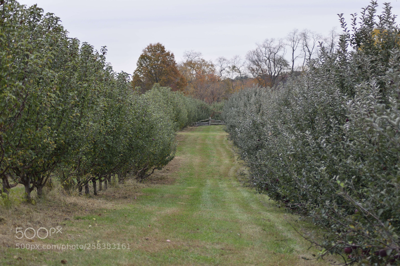 Nikon D3300 sample photo. Monmouth battlefield photography
