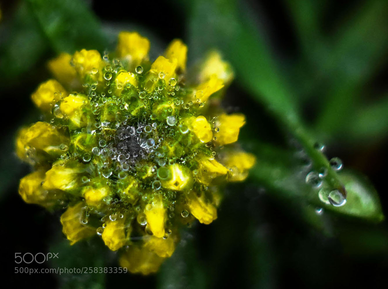 Nikon D7200 sample photo. Flower dew photography