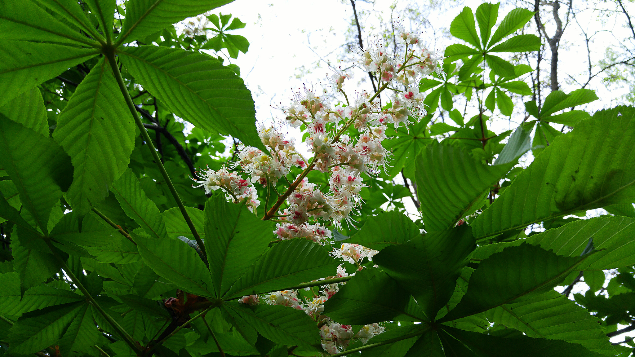 LG H818P sample photo. Spring flowering photography