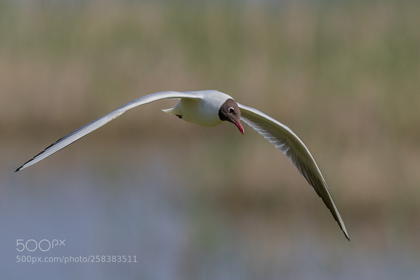 Canon EOS 7D Mark II sample photo. ``lachmöwe´´ photography