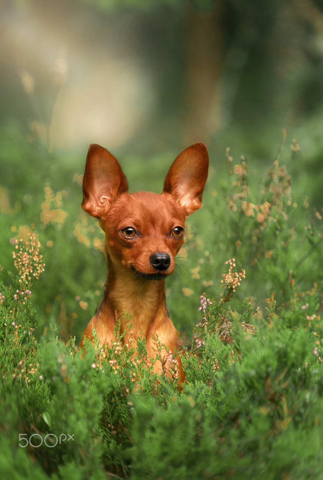 Sony a99 II sample photo. Portrait in the forest photography