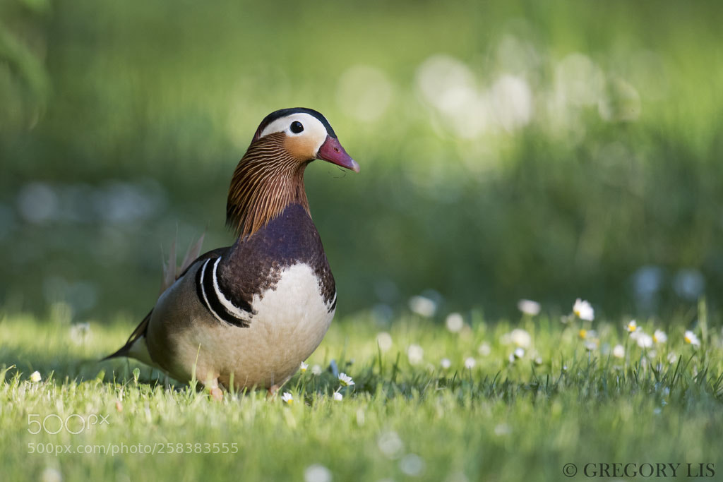 Nikon D810 sample photo. Duck out of water photography