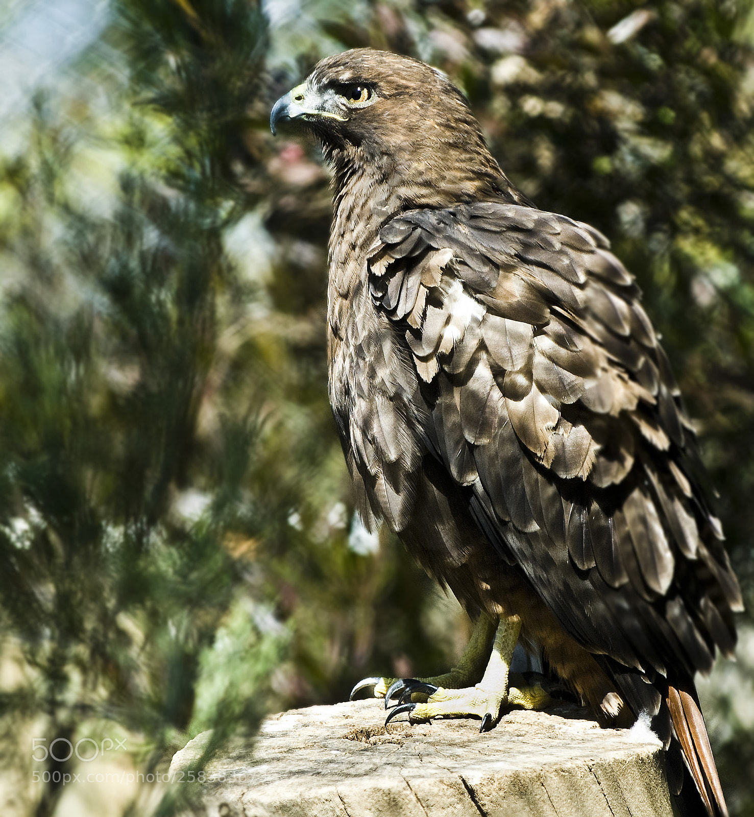 Nikon D200 sample photo. Red tail hawk photography