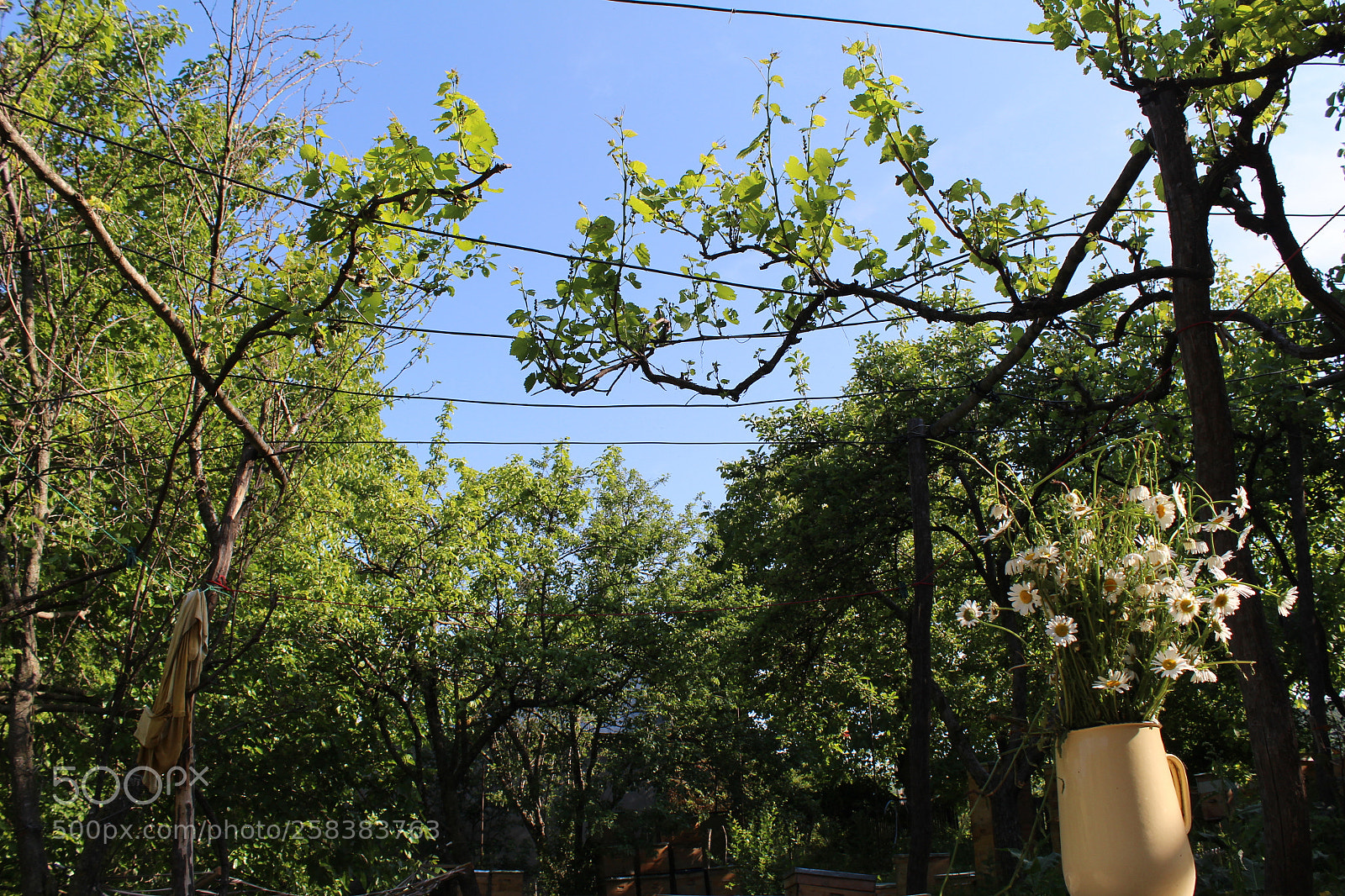 Canon EF-S 18-55mm F3.5-5.6 III sample photo. Vine photography