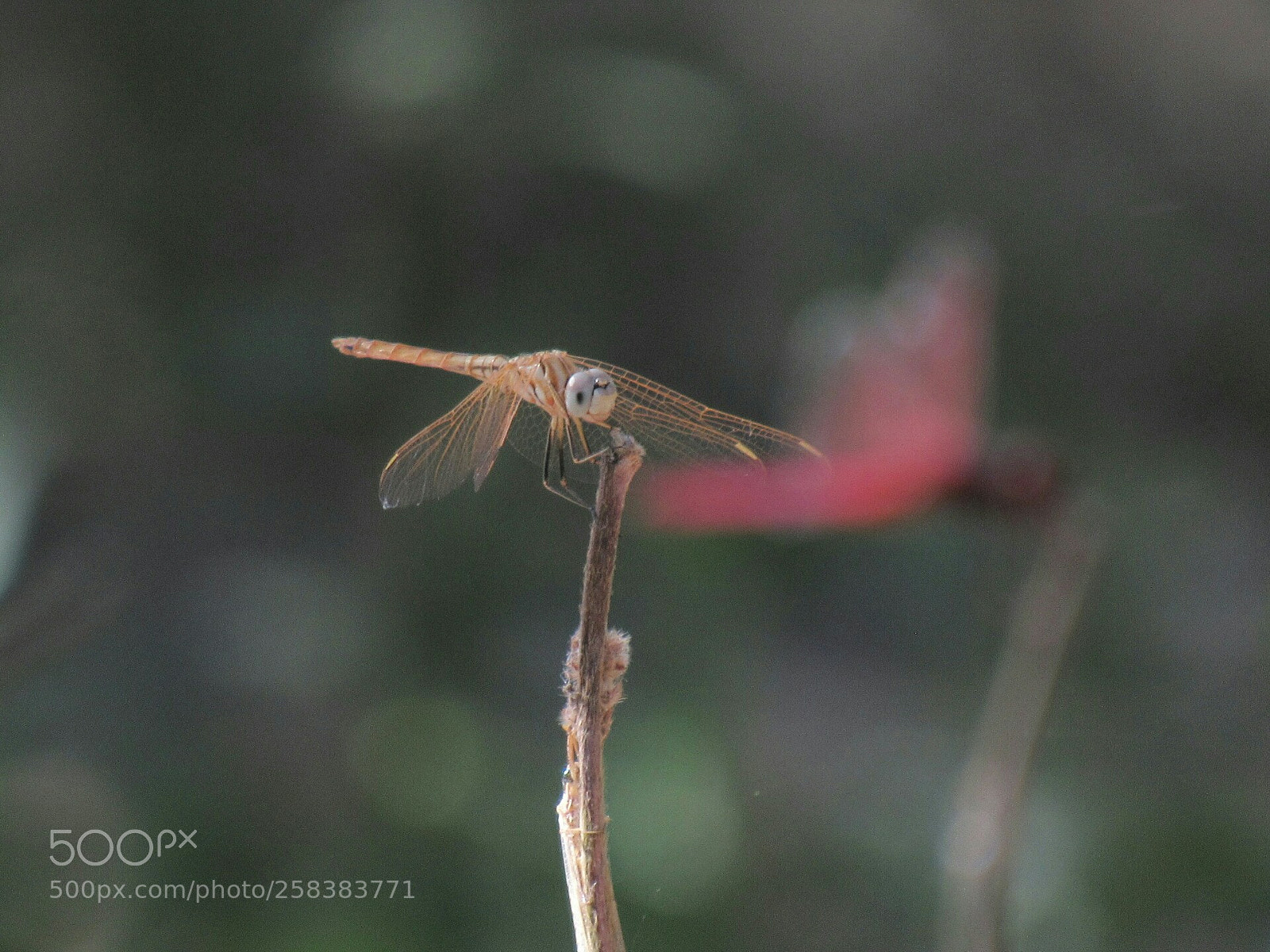 Canon PowerShot SX530 HS sample photo. Scarlet skimmer female and photography